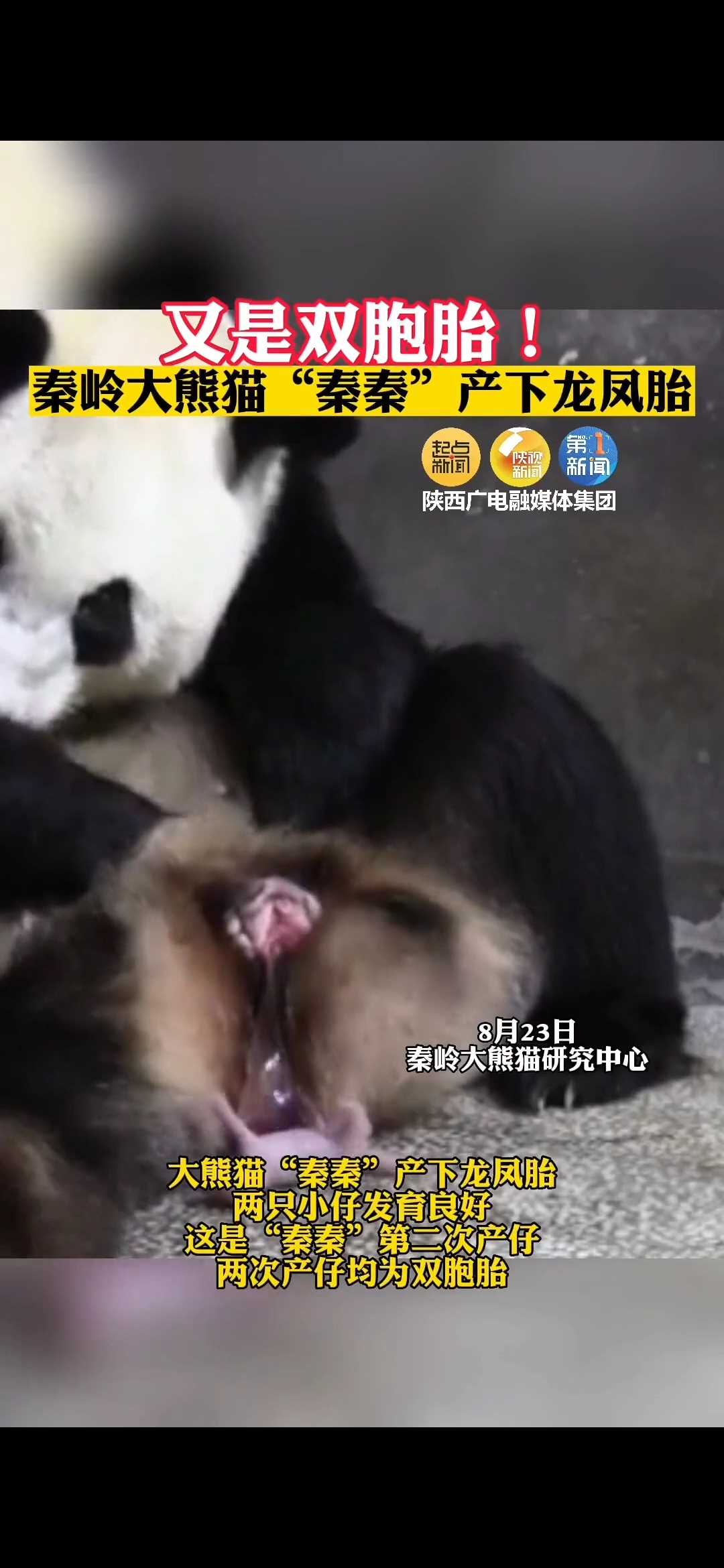 洋芋