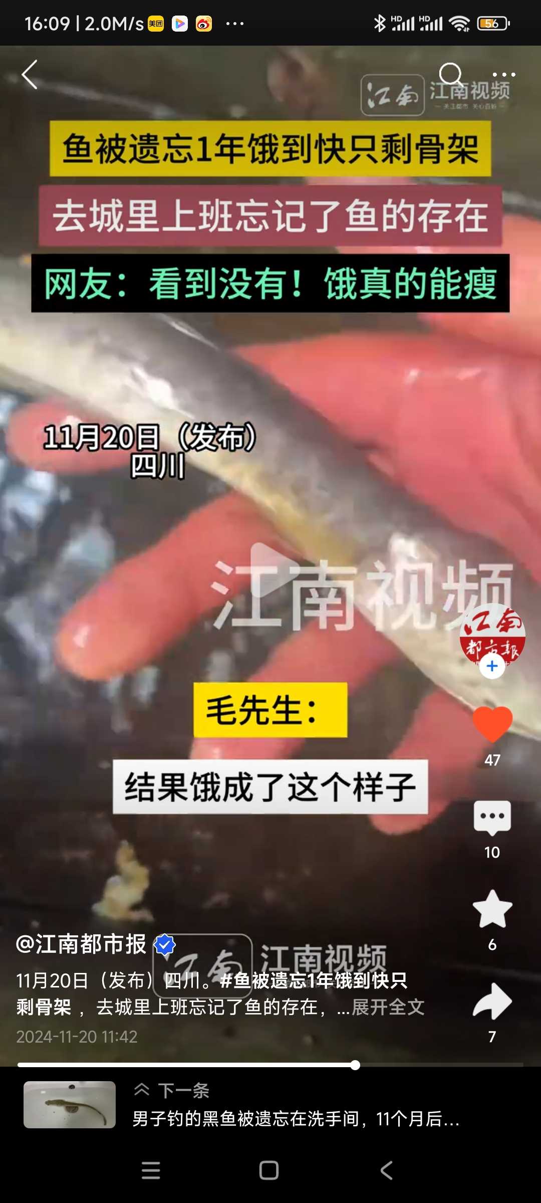 鱼被遗忘1年饿得只剩骨架