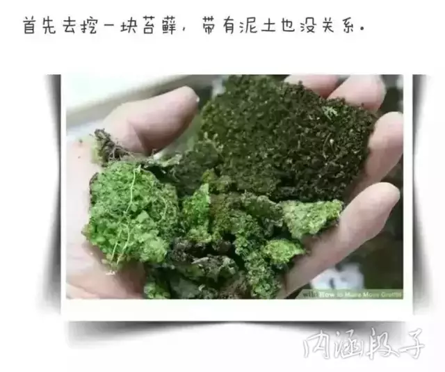 教你们做苔藓汁