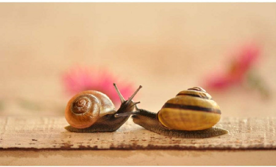 陌上花开，我等着你到来