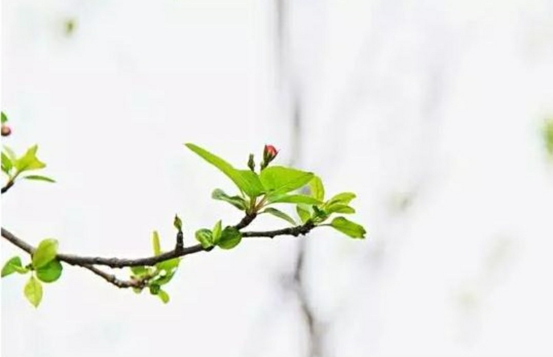 月清浅香，凝结了多少时光的念想…