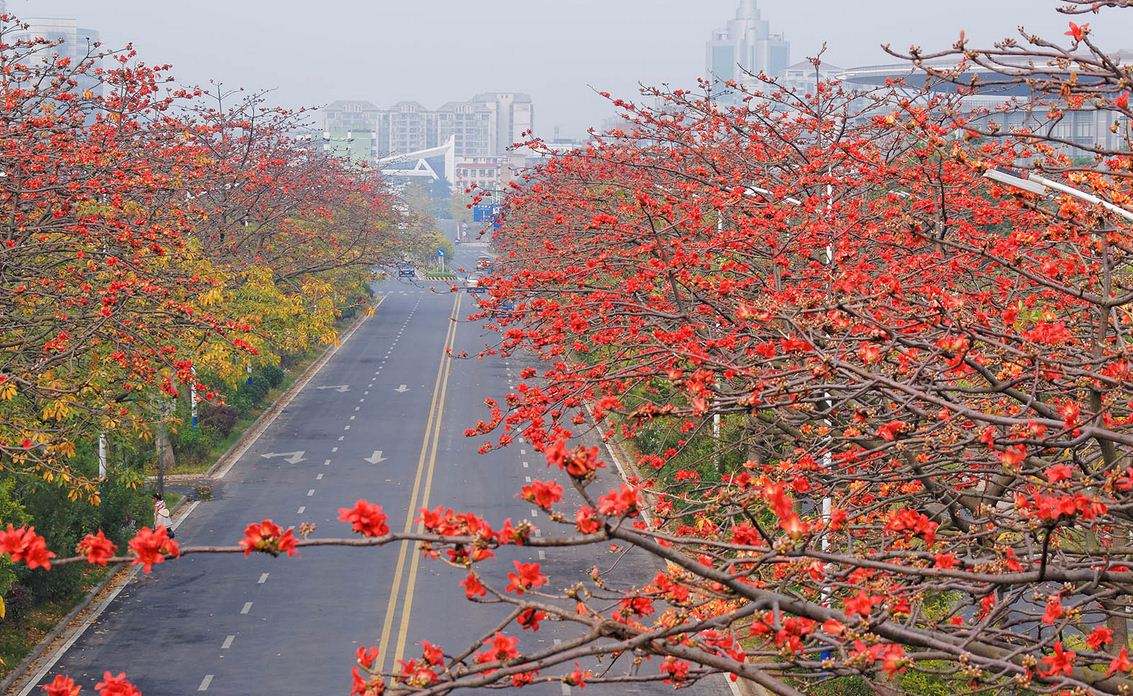 【同城广州】为何把木棉花定为市花